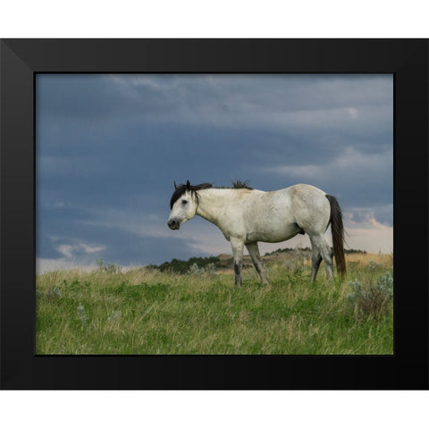 Wild Horse - Stallion (Storm) Black Modern Wood Framed Art Print by Galloimages Online