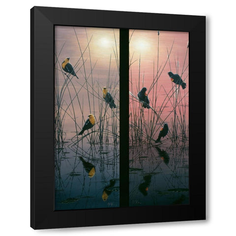 Red Winged And Yellow Headed Blackbirds Black Modern Wood Framed Art Print with Double Matting by Tift, Jeff