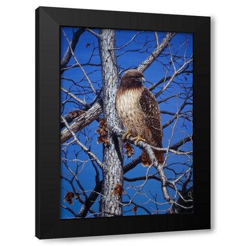 Red Tailed Hawk Black Modern Wood Framed Art Print with Double Matting by Tift, Jeff