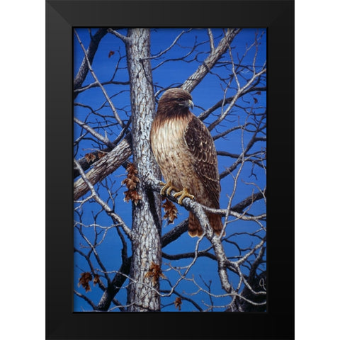 Red Tailed Hawk Black Modern Wood Framed Art Print by Tift, Jeff