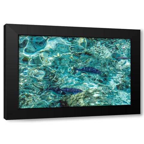 Maldives Fishes in the Clear Water 1 Black Modern Wood Framed Art Print by Jenny Rainbow Fine Art