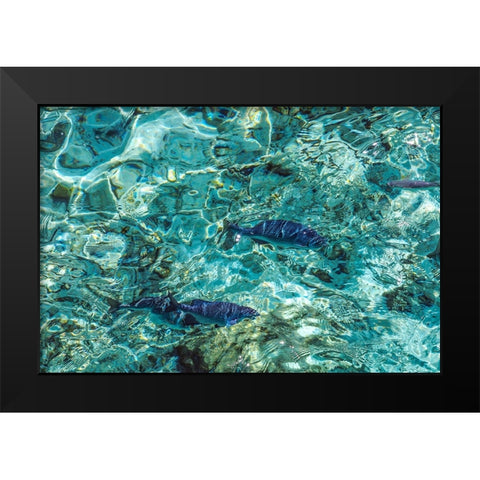 Maldives Fishes in the Clear Water 1 Black Modern Wood Framed Art Print by Jenny Rainbow Fine Art