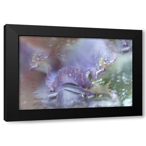 Morning Diamonds Iris Macro 1 Black Modern Wood Framed Art Print with Double Matting by Jenny Rainbow Fine Art