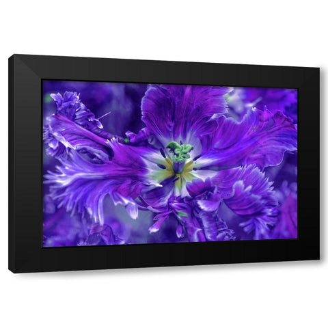 Purple Mysterious Parrot Tulip Black Modern Wood Framed Art Print with Double Matting by Jenny Rainbow Fine Art