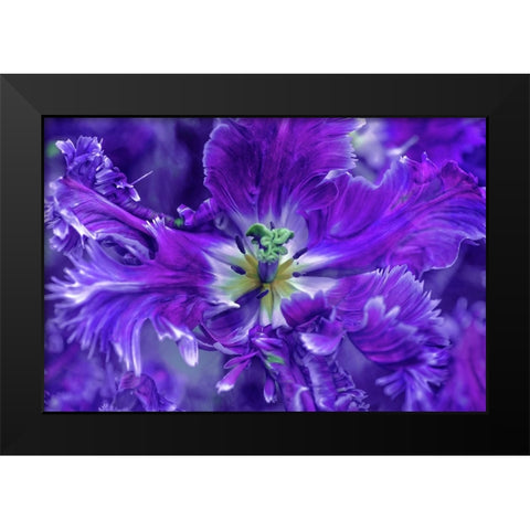 Purple Mysterious Parrot Tulip Black Modern Wood Framed Art Print by Jenny Rainbow Fine Art
