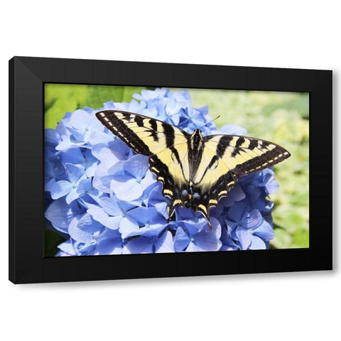 Butterfly on Flower Black Modern Wood Framed Art Print with Double Matting by Schell, Jennie Marie