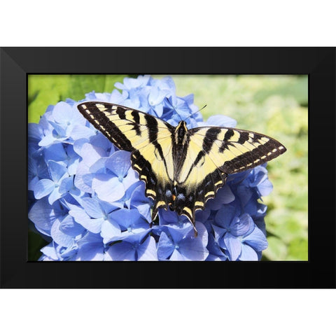Butterfly on Flower Black Modern Wood Framed Art Print by Schell, Jennie Marie