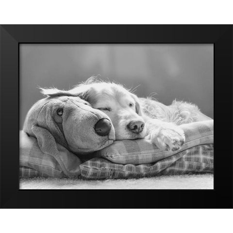 Dog Sleeping with Friend Black Modern Wood Framed Art Print by Schell, Jennie Marie