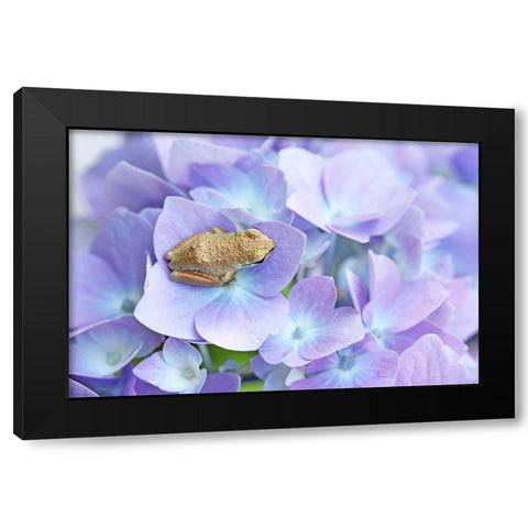 Little Frog On Flower Black Modern Wood Framed Art Print by Schell, Jennie Marie