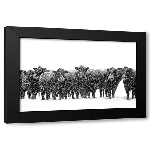 Black Cattle in Snow 2 Black Modern Wood Framed Art Print with Double Matting by Schell, Jennie Marie