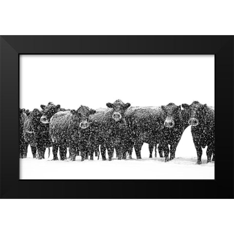 Black Cattle in Snow 2 Black Modern Wood Framed Art Print by Schell, Jennie Marie