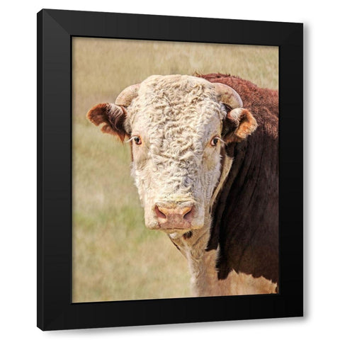 Hereford Bull Color Black Modern Wood Framed Art Print with Double Matting by Schell, Jennie Marie