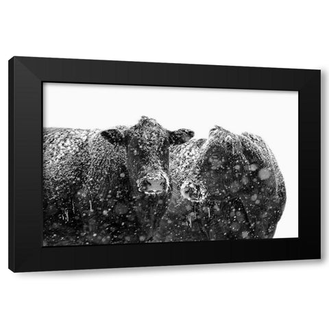 Black Cattle In Snow 1 Black Modern Wood Framed Art Print with Double Matting by Schell, Jennie Marie