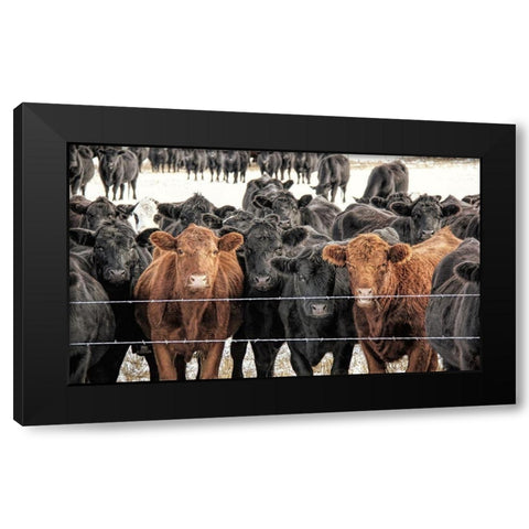 Curious Cattle Black Modern Wood Framed Art Print with Double Matting by Schell, Jennie Marie