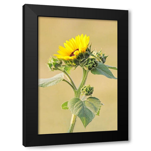 Sunflower Black Modern Wood Framed Art Print by Schell, Jennie Marie