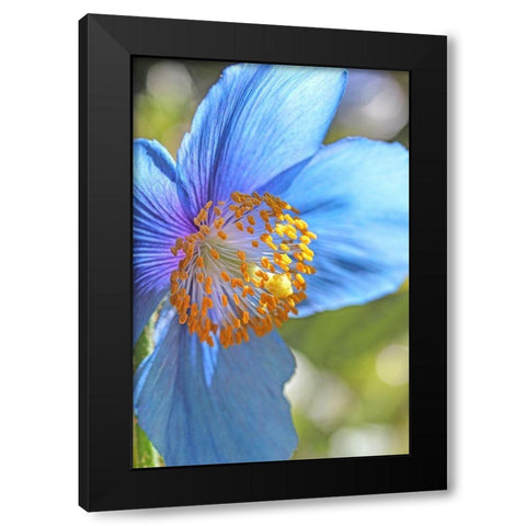 Blue Himalayan Poppy Flower Black Modern Wood Framed Art Print by Schell, Jennie Marie