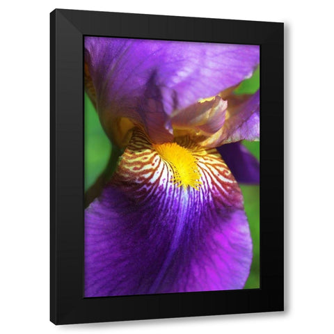 Purple Bearded Iris Flower Black Modern Wood Framed Art Print by Schell, Jennie Marie