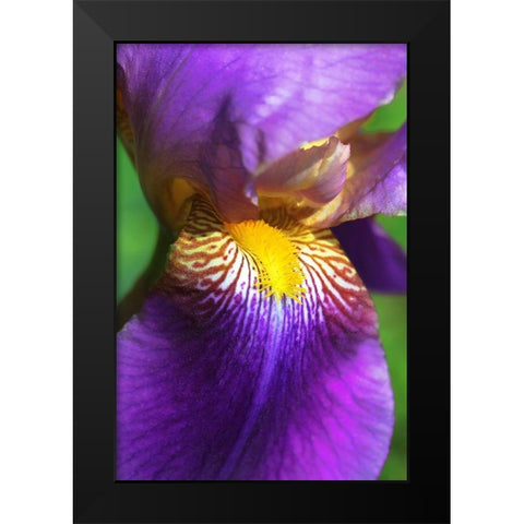 Purple Bearded Iris Flower Black Modern Wood Framed Art Print by Schell, Jennie Marie
