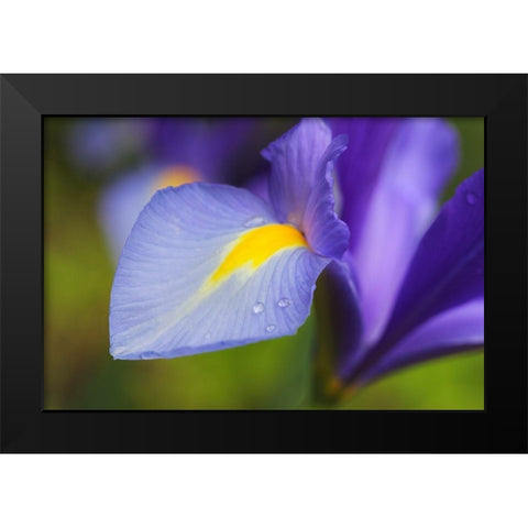 Purple Dutch Iris Flower Black Modern Wood Framed Art Print by Schell, Jennie Marie