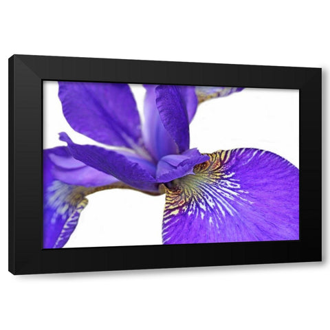 Purple Japanese Iris Flower Black Modern Wood Framed Art Print with Double Matting by Schell, Jennie Marie