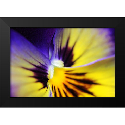 Purple Pansy Macro Flower Black Modern Wood Framed Art Print by Schell, Jennie Marie