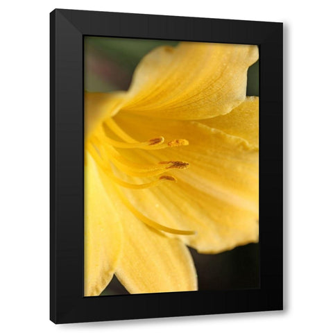Yellow Daylily Flower Black Modern Wood Framed Art Print by Schell, Jennie Marie