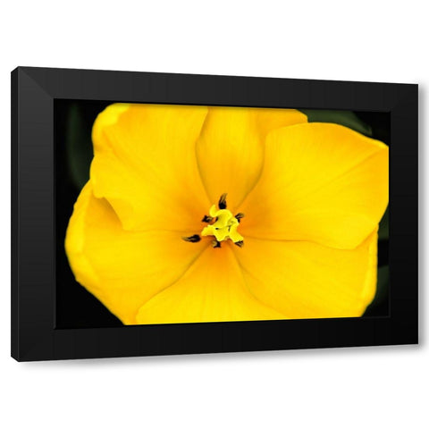 Yellow Tulip Flower Black Modern Wood Framed Art Print by Schell, Jennie Marie