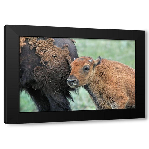 Buffalo Bison and Calf Black Modern Wood Framed Art Print with Double Matting by Schell, Jennie Marie