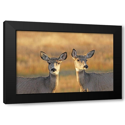 Deer in Autumn Black Modern Wood Framed Art Print by Schell, Jennie Marie