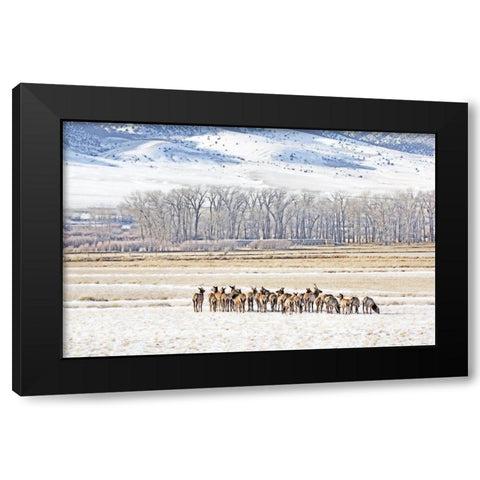 Elk Herd in Winter Landscape Black Modern Wood Framed Art Print with Double Matting by Schell, Jennie Marie