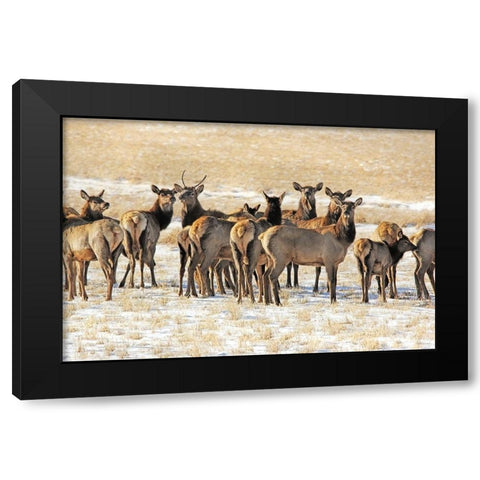 Elk Herd in Winter Black Modern Wood Framed Art Print with Double Matting by Schell, Jennie Marie