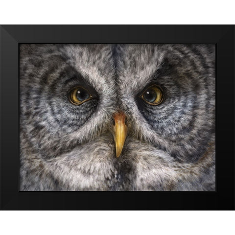 Great Grey Owl Totem Black Modern Wood Framed Art Print by LaMontagne, Patrick