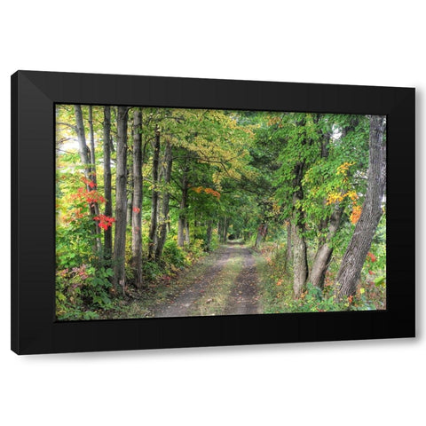 Carriage Path Black Modern Wood Framed Art Print by Goldwitz, Robert