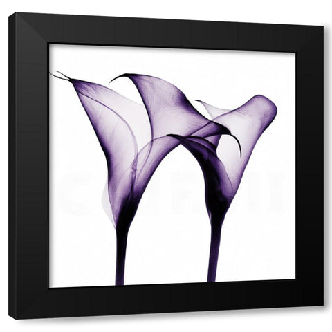 Purple Calla One Black Modern Wood Framed Art Print by Sasha