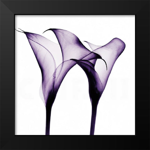 Purple Calla One Black Modern Wood Framed Art Print by Sasha