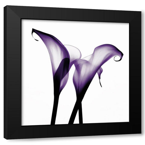 Purple Calla Two Black Modern Wood Framed Art Print by Sasha