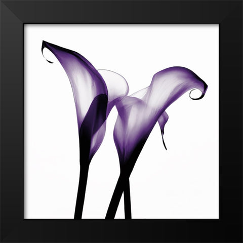 Purple Calla Two Black Modern Wood Framed Art Print by Sasha