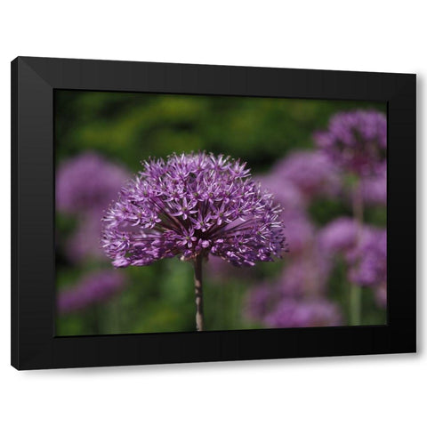 Giant Allium Black Modern Wood Framed Art Print with Double Matting by Bonin, Suzanne