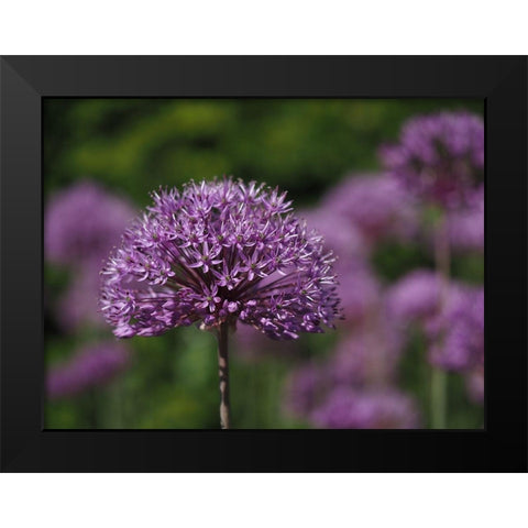 Giant Allium Black Modern Wood Framed Art Print by Bonin, Suzanne