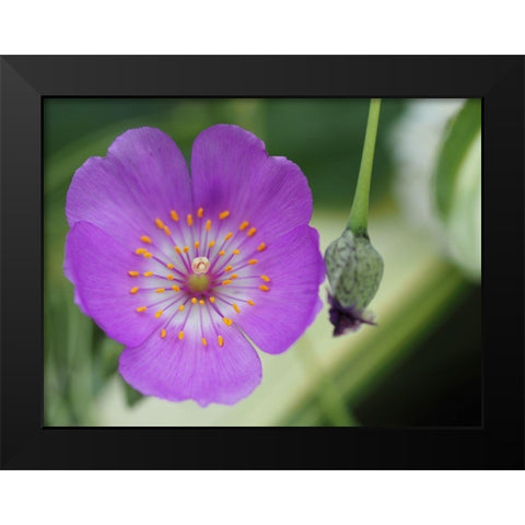 Jazz Time Black Modern Wood Framed Art Print by Bonin, Suzanne