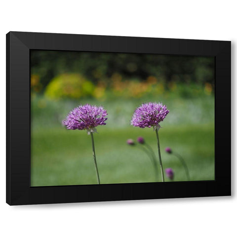 Blossom Chives Black Modern Wood Framed Art Print by Bonin, Suzanne
