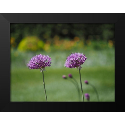 Blossom Chives Black Modern Wood Framed Art Print by Bonin, Suzanne