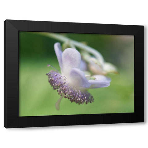 False Hydrangea Black Modern Wood Framed Art Print by Bonin, Suzanne