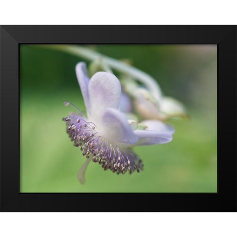 False Hydrangea Black Modern Wood Framed Art Print by Bonin, Suzanne