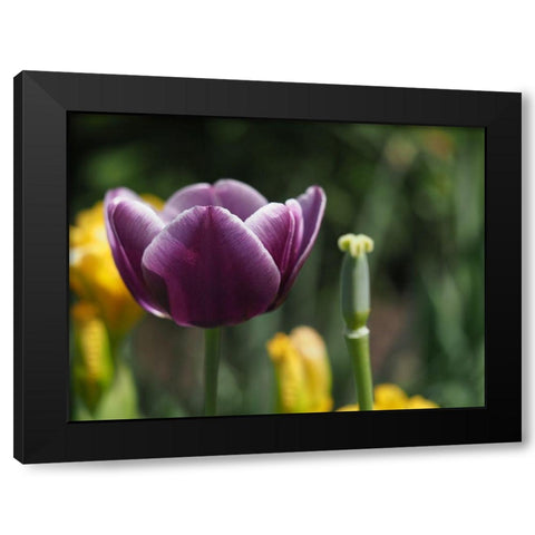 Before After Black Modern Wood Framed Art Print by Bonin, Suzanne