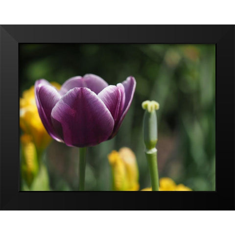 Before After Black Modern Wood Framed Art Print by Bonin, Suzanne