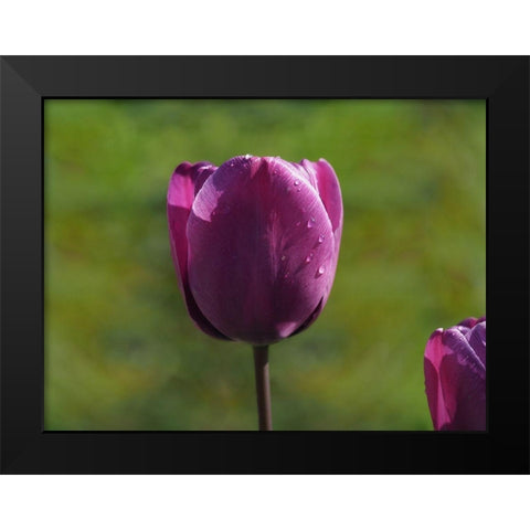 Early Morning Black Modern Wood Framed Art Print by Bonin, Suzanne