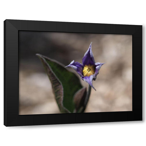 Fuzzy Beauty Black Modern Wood Framed Art Print by Bonin, Suzanne