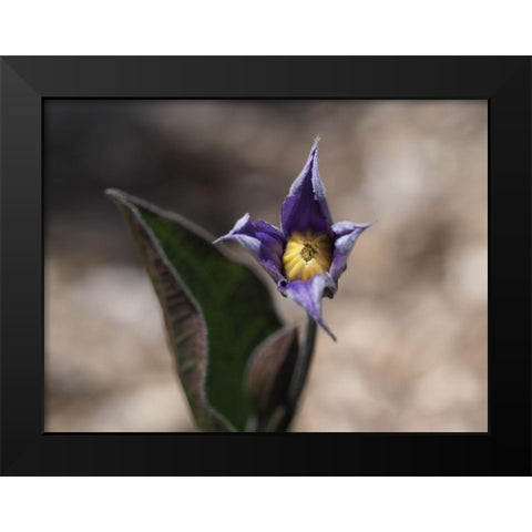 Fuzzy Beauty Black Modern Wood Framed Art Print by Bonin, Suzanne