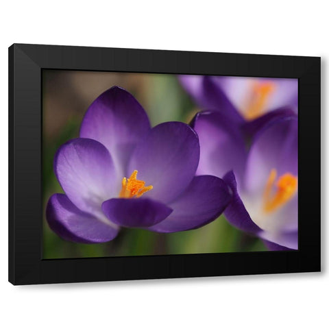 Heart Of Gold Black Modern Wood Framed Art Print with Double Matting by Bonin, Suzanne